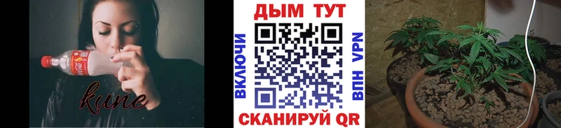 Каннабис OG Kush  Купить где  Белинский 